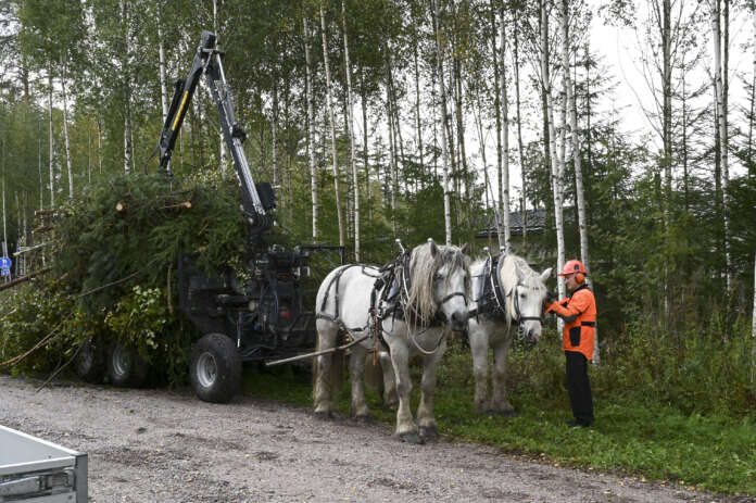 Metsurihommat hevospelillä eivät välttämättä tarkoita vanhanaikaisia työkaluja. Ralf Sundvikin ajamat metsävaunut on varustettu pienellä avustavalla moottorilla sekä mekaanisella nosturilla.